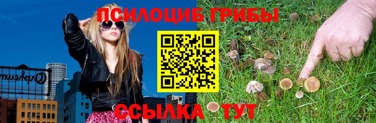 Псилоцибиновые грибы Cubensis Канск