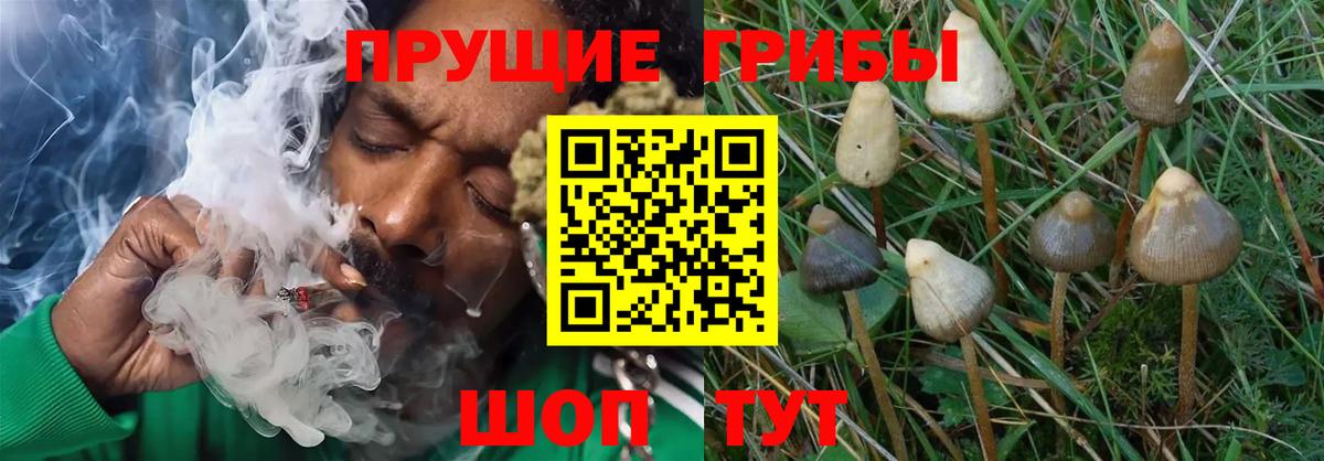 Галлюциногенные грибы мухоморы  Псилоцибиновые грибы MAGIC MUSHROOMS  купить закладку  Канск  Вход с VPN 
